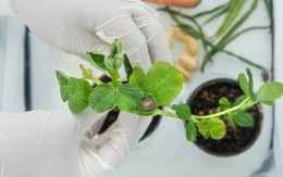 Đổi mới sáng tạo trong bảo vệ thực vật ngày càng đòi hỏi các khoản đầu tư dài hạn và quy mô lớn