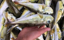 Loại cá chứa độc tố đáng sợ gấp 275 lần xyanua: Nhiều người Việt vẫn chủ quan bắt về ăn