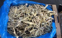 Bắt giam Giám đốc Công ty cổ phần XNK An Bình buôn lậu hàng nghìn tấn chân gà đông lạnh