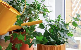 5 loại cây vừa lọc không khí, vừa làm mát nhà cực đỉnh: Biết trồng thì chẳng sợ nắng nóng