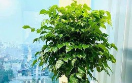 6 loại cây mang lại vận may, nên trồng ở ban công