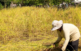 Campuchia quyết tâm làm giàu với loại nông sản Việt Nam đang trồng rất nhiều: Tự tin sẽ xuất khẩu được 1 triệu tấn, vừa thu về hơn 300 triệu USD