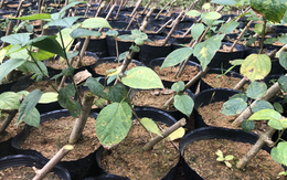 Loại cây mọc dại ở Việt Nam đang bị săn lùng: Các nhà khoa học đã tìm ra tác dụng quý