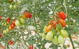 Nghị viện Châu Âu chính thức thông qua Quy định về cây trồng được tạo ra bằng các Kỹ thuật Di truyền Mới