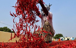 Không phải sầu riêng, loại quả trồng khắp Việt Nam là gia vị triệu đô của thế giới: Trung Quốc, Lào đua nhau mua, thu gần 50 triệu USD từ đầu năm
