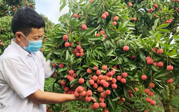 Bắc Ninh thu gần 6.000 tỷ đồng từ vải thiều