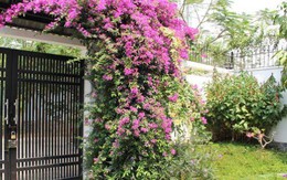 Lời khuyên cho tất cả những nhà trồng hoa giấy