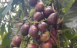 Phát hiện loại quả giống nhãn nhưng thoang thoảng vị sầu riêng: Điều bất ngờ nằm ở mức giá 2,5 triệu đồng/kg