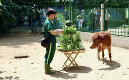 Nhiều người sẽ bất ngờ sau khuyến cáo của Thảo Cầm Viên Sài Gòn