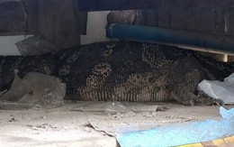 Một mình ở nhà, cụ bà 78 tuổi nghe tiếng động lạ rồi thất kinh thấy "quái vật" dài hàng mét bò vào phòng