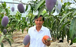 Giống xoài đắt đỏ bậc nhất thế giới 1,7 triệu/1 quả: Trồng thành công tại Việt Nam