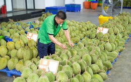 Gỡ nút thắt kiểm nghiệm để giữ thị trường tỷ đô cho sầu riêng Việt