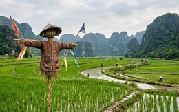 Vì sao bù nhìn trên đồng ruộng đánh lừa được các loài chim thông minh?