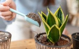 5 điều nhất định phải biết trước khi trồng cây lưỡi hổ trong nhà: Điều cuối cùng đặc biệt quan trọng