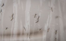 Mỹ xem xét thả 32 triệu con muỗi nhiễm vi khuẩn tự nhiên ra môi trường: Chuyện gì đây?