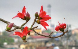 4 cây đẹp mấy cũng KHÔNG trồng trước cửa nhà