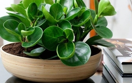 4 lời khuyên dành cho các gia đình đang trồng cây trường sinh