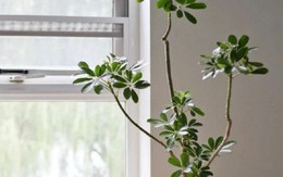 Người thông minh trồng cây không chọn bừa: Chỉ giữ 4 loại này trong nhà, lợi ích nhiều người chưa biết