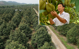 Nỗi sầu dai dẳng của ngành hàng sầu riêng