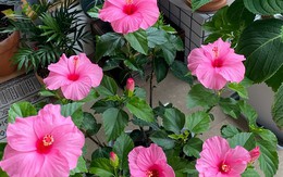 “Hoa thì xanh tốt mà người cứ mệt mỏi”: 6 loại cây cảnh nhiều gia đình vẫn trồng trong nhà nhưng tiềm ẩn không ít rắc rối