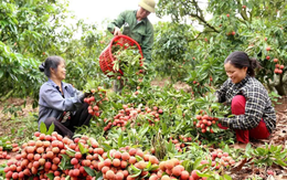 Vải thiều giữ giá cao, tiêu thụ thuận lợi