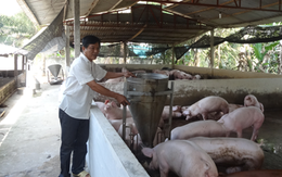 Người nuôi heo lãi lớn