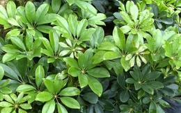 Công dụng của cây ngũ gia bì