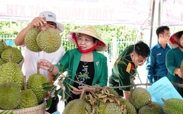Nói thẳng lý do giá sầu riêng vừa chạm đỉnh đã rơi xuống đáy