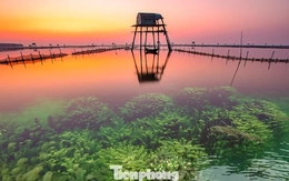 Khung cảnh 'siêu thực' trên bãi biển nổi tiếng Hưng Yên