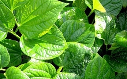 Công dụng của cây lá lốt