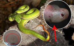 Không phải rắn hổ mang, đây mới là loài rắn khiến nhiều người Việt Nam nhập viện nhất