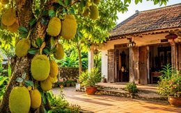 Vì sao nhà xưa thường trồng cây mít trong sân nhà?
