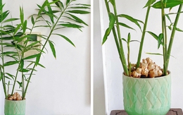 4 lý do vì sao bạn nên trồng cây gừng trong nhà
