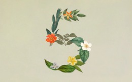 Anthropic ra mắt Claude Sonnet 5: Ngang ngửa Opus 4.8 nhưng giá chỉ bằng một nửa