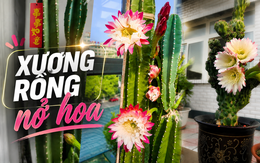 Cây xương rồng được cụ ông 86 tuổi chăm suốt 30 năm bất ngờ nở hoa trước ngày phải chuyển đi, câu chuyện khiến nhiều người xúc động