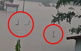 Làm rõ bức ảnh rắn ngóc đầu như “quái vật hồ Loch Ness” trong nước lũ Trung Quốc: Sự thật còn không tưởng hơn