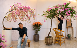 Từ chỗ phản đối chồng chi gần 11 triệu đồng mua cây hoa giấy, tôi lại thành người ngắm nó "800 lần mỗi ngày": Hóa ra có những thú chơi càng ngắm càng thấy đáng tiền