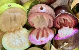Vì sao gọi là quả vú sữa?