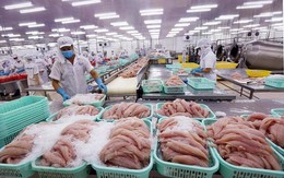 Doanh thu quý II giảm 74%, doanh nghiệp thủy sản vẫn báo lãi tăng hơn 200%, tiền chiếm 73% tài sản: Điều gì đã xảy ra?