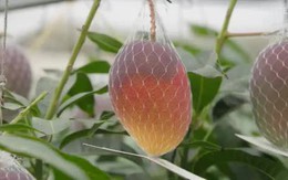 Giống xoài lạ đắt bậc nhất thế giới, mỗi cây chỉ có 5-7 quả: Đã thu hoạch lứa đầu tiên ở Việt Nam!