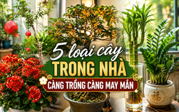 Vì sao người xưa luôn khuyên trồng 5 loại cây này trong nhà? Câu trả lời không chỉ nằm ở phong thủy