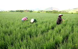 Loại cây quen thuộc với người Việt, được ví như "vệ sĩ của gan": Khi dùng cần đặc biệt chú ý