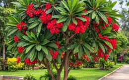 6 loại cây nên trồng ngay trong mùa hè: Hoa nở đẹp, hương thơm lan khắp sân vườn