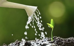 3 loại cây chịu nắng nóng cực tốt, trồng mùa này thì không phải lo nghĩ
