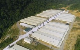 7 người thương vong tại trang trại Dabaco ở Thanh Hóa