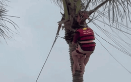 2 mẹ con treo lơ lửng trên cây dừa sau sự cố dù bay ở Hạ Long, tình trạng khi được cứu xuống ra sao?