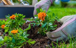 5 loại cây “hút” vận may, nên trồng trong sân nhà