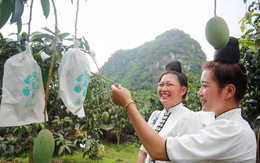 Hạn hán khiến xoài Sơn La giảm sản lượng, người trồng vẫn lãi lớn nhờ làm đúng một việc