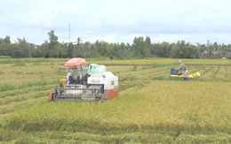 Cà Mau chuyển hồ sơ vụ doanh nghiệp nợ tiền mua lúa của nông dân sang công an