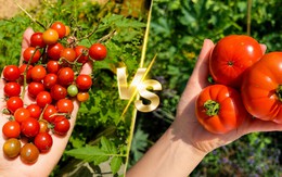 Cà chua bi và cà chua thường cái nào tốt hơn cho sức khỏe?